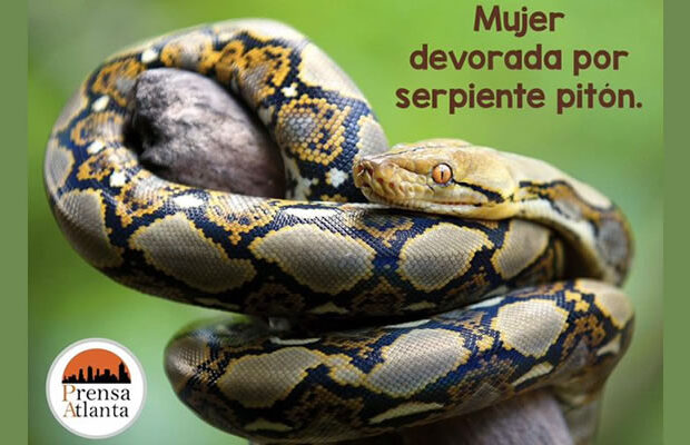 devorada por una pitón gigante en Indonesia