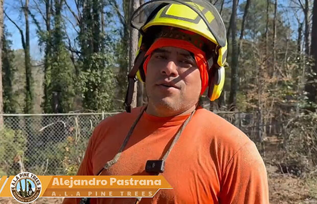 Alejandro Pastrana de A.L.A PINE TREES